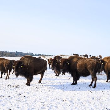 Bison vinter _ Sofie Ehrhorn 21