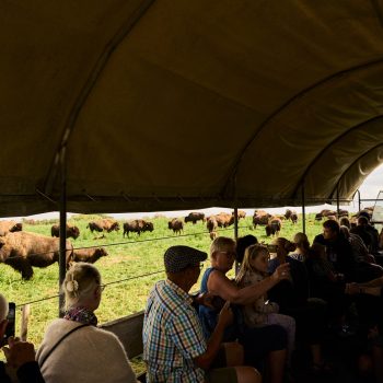 Bisonfarmen sep. 2025 39